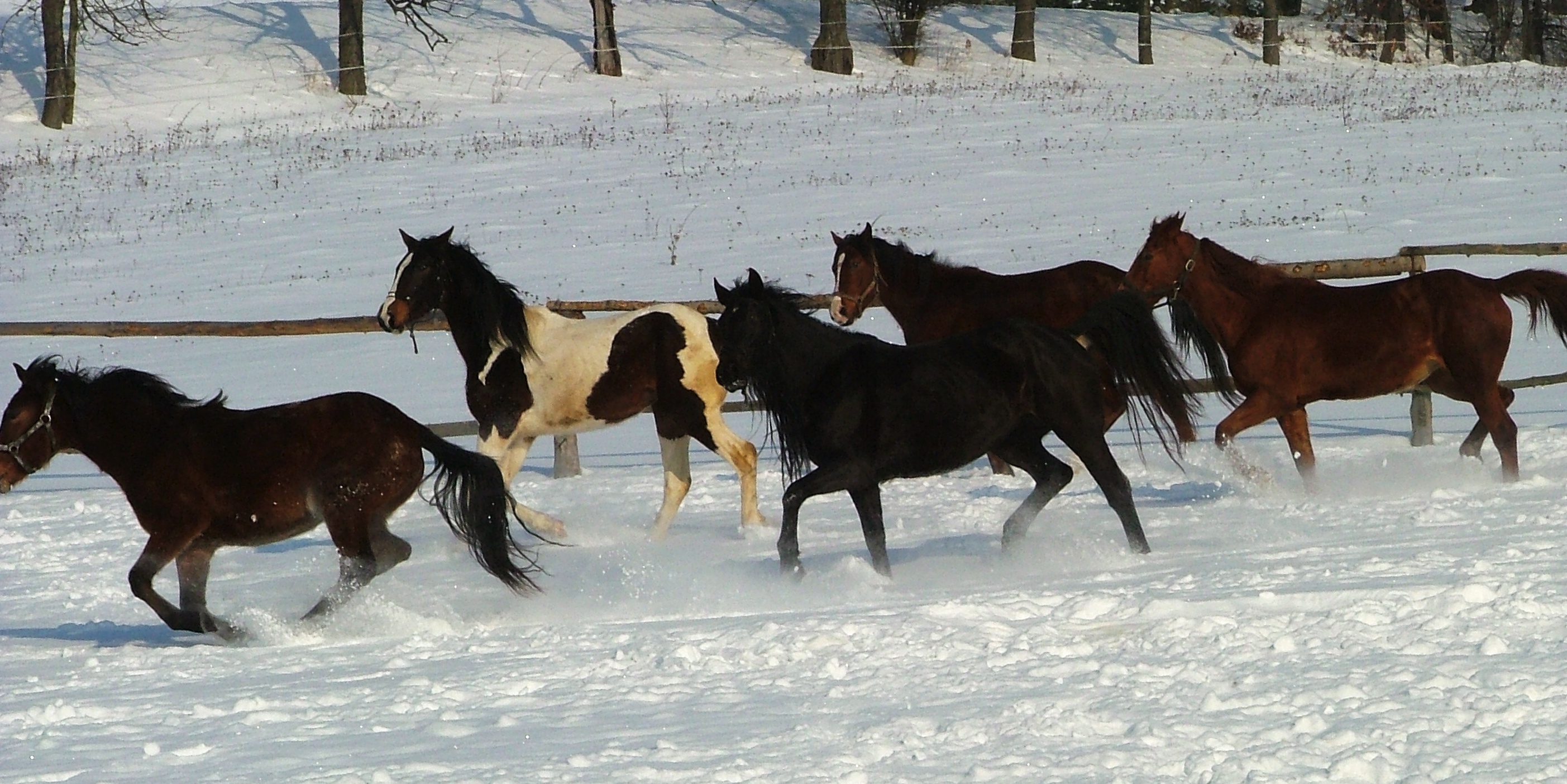 DSCF0675.jpg