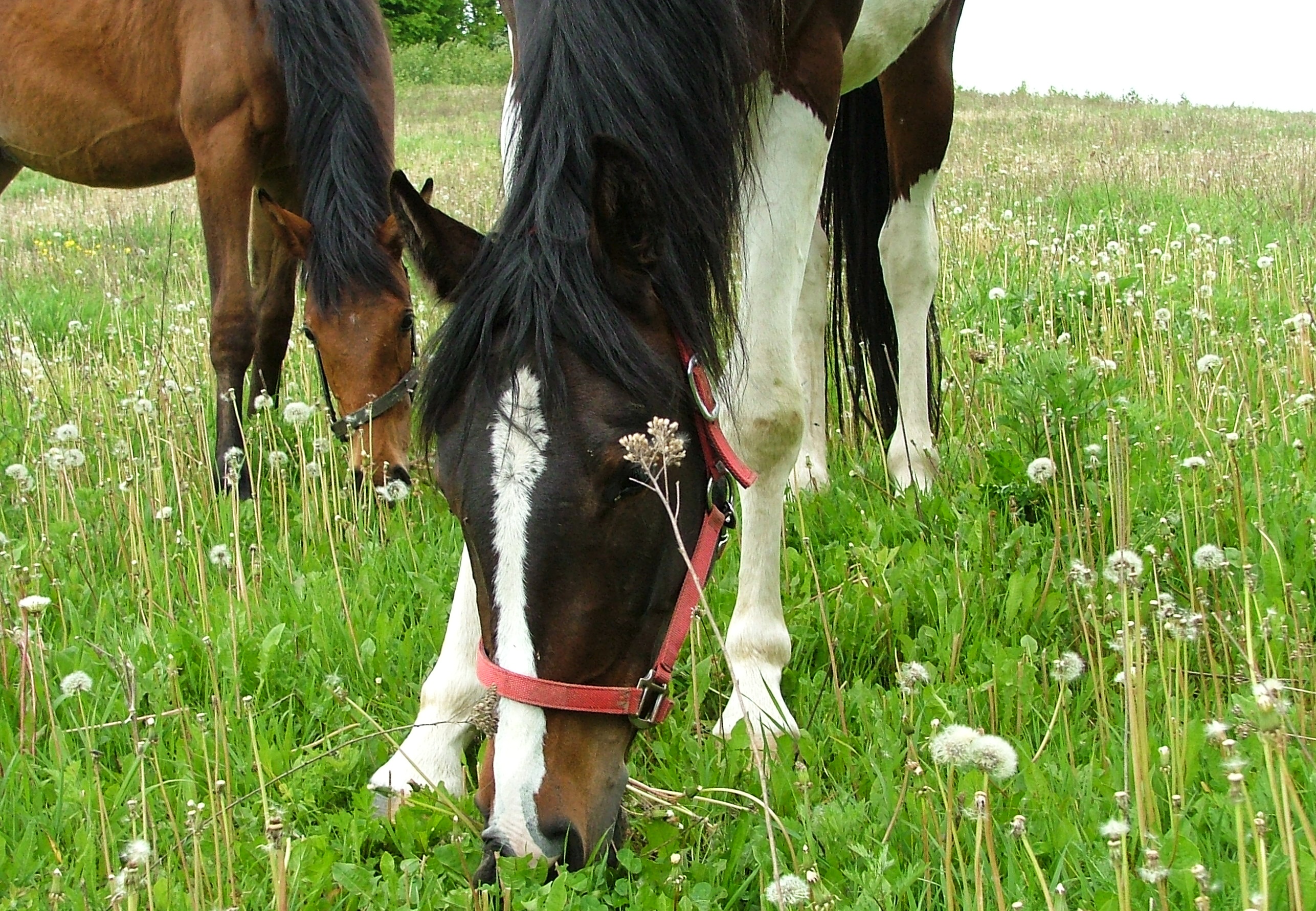 DSCF2203.jpg